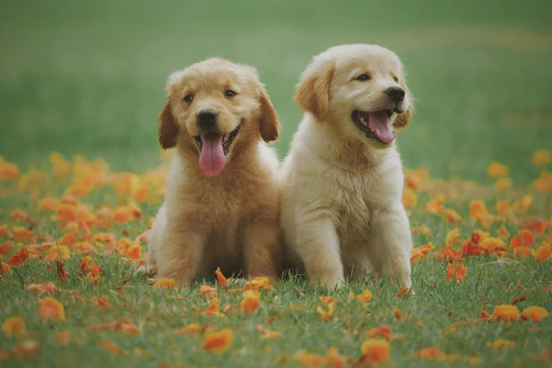 Bigger view of Puppy